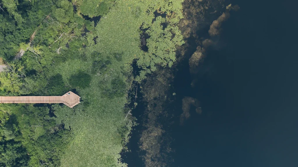 Aerial view of a wooden boardwalk extending into a green, vegetated lake within a conservation area.