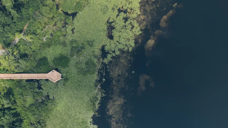 Aerial view of a wooden boardwalk extending into a green, vegetated lake within a conservation area.