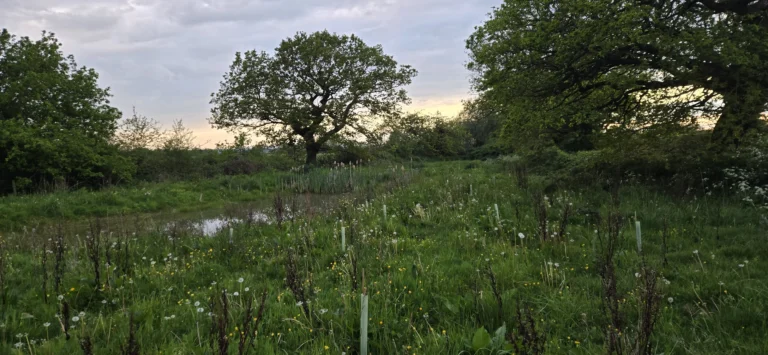 Lush green meadow with sapling guards and a pond under a large tree during a cloudy sunset.