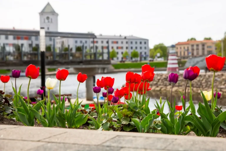 Vibrant red and purple tulips bloom in a flowerbed with a blurred city waterfront background.