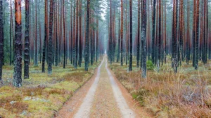 A narrow dirt road winding through a dense, tall pine forest in Latvia.