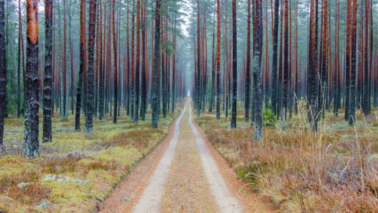 A narrow dirt road winding through a dense, tall pine forest in Latvia.