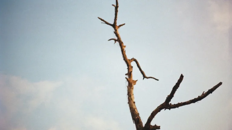A silhouette of a bare, withered tree against a dramatic and moody cloudy sky.