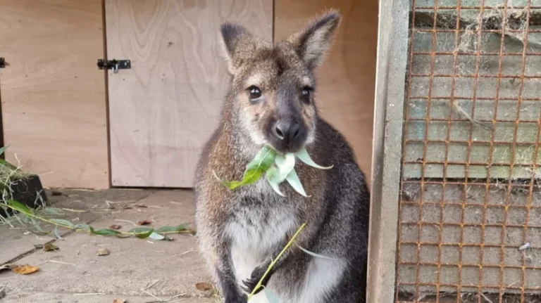 Leeds zoo joins UK’s elite with national excellence accreditation