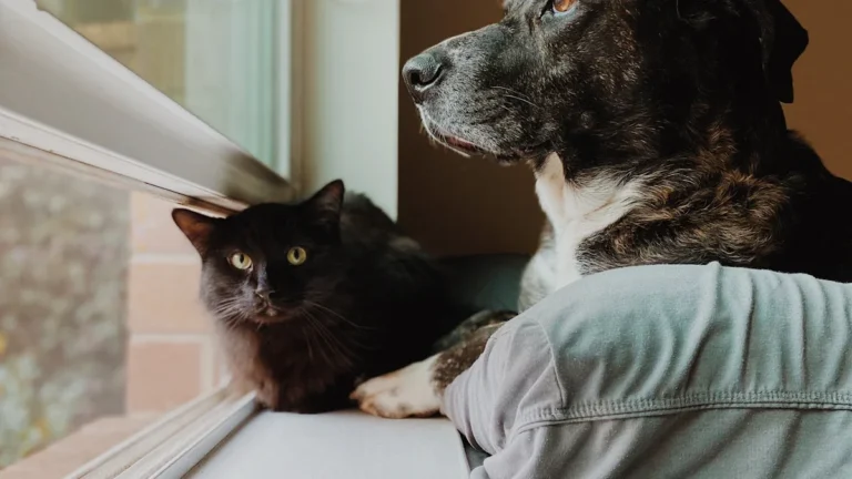 A senior dog and a black cat sitting side-by-side by a window looking out.