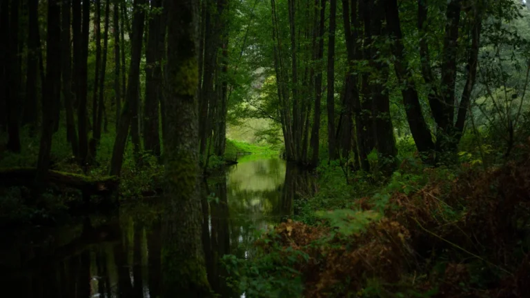 A serene stream winds through a dense, dark green Lithuanian forest, capturing the atmospheric setting of the 'Mossy Kilometers' hike.