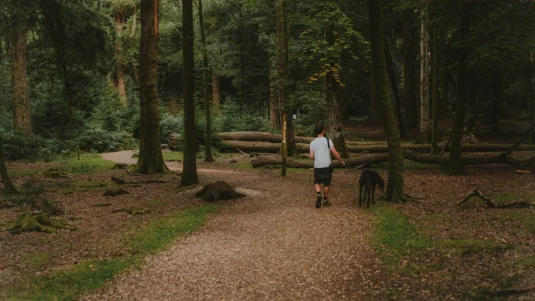 A person walking a dog down a wide tree-lined path in a lush British forest.