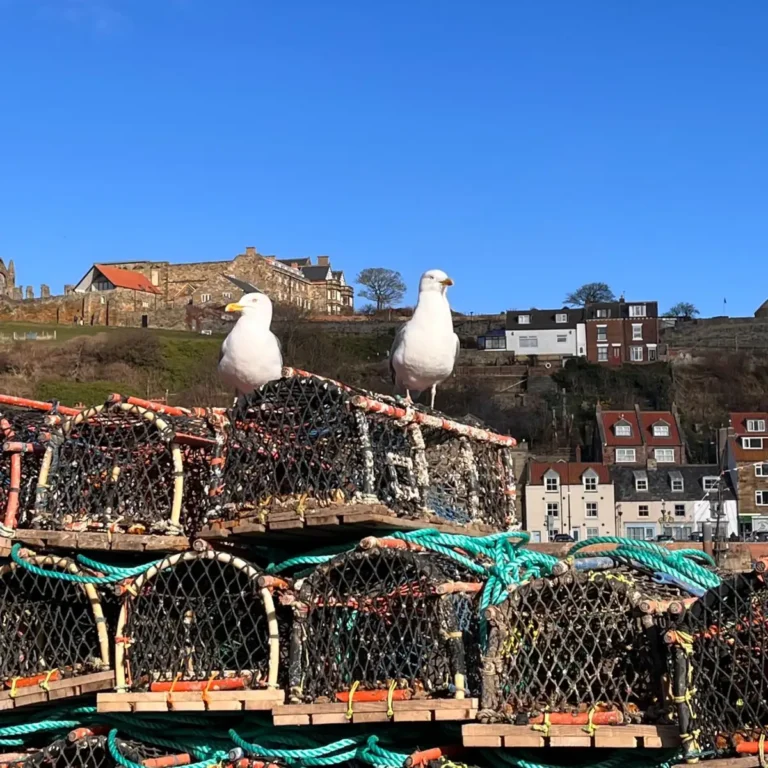 North Yorkshire gull plan targets cleaner coastal towns