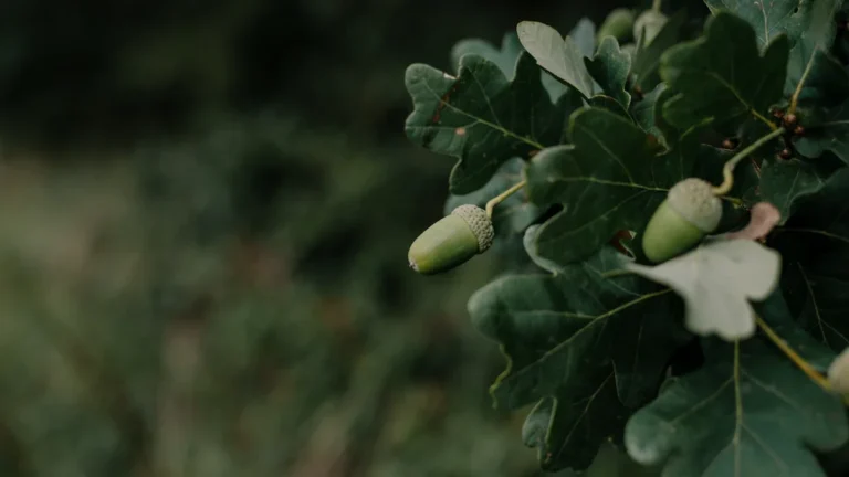 Oak Apple Day: why 29 May still echoes in UK customs