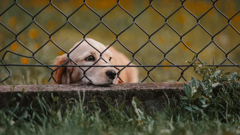 A patient golden dog resting its head behind a chain-link fence in London.