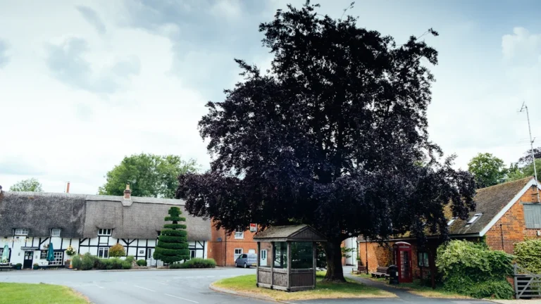 A traditional English village scene in Cheshire featuring thatched-roof houses and a small bus shelter.