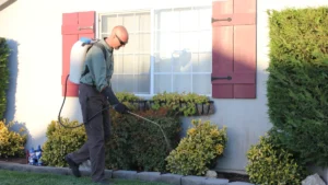 A professional pest control technician spraying the exterior of a residential home with a backpack sprayer.