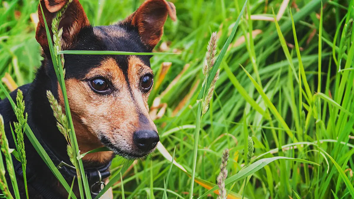 Close-up of a black and brown dog partially hidden in tall green grass.