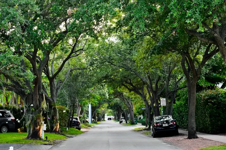 Plymouth to keep two Laburnum trees on Armada Way