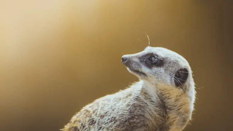 Chester Zoo’s Afterglow brings later summer evenings