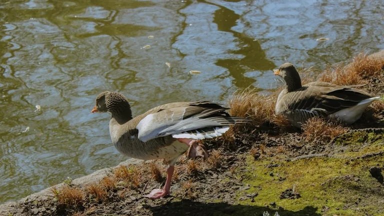 Heatwave leaves Lambeth’s park ponds under strain