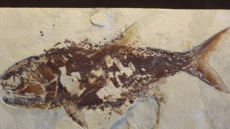 A detailed fossilized fish skeleton preserved in a light colored stone slab