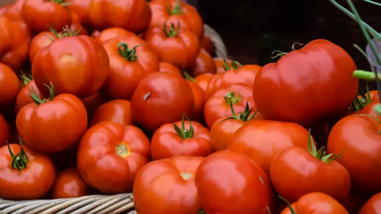 Lincoln Farmers’ Market returns free to Castle Hill