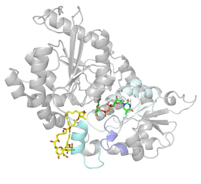 Manchester research points to safer antifungal drugs