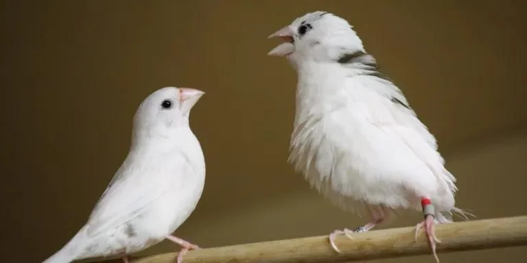 Birdsong Pattern Challenges a Human Language Assumption