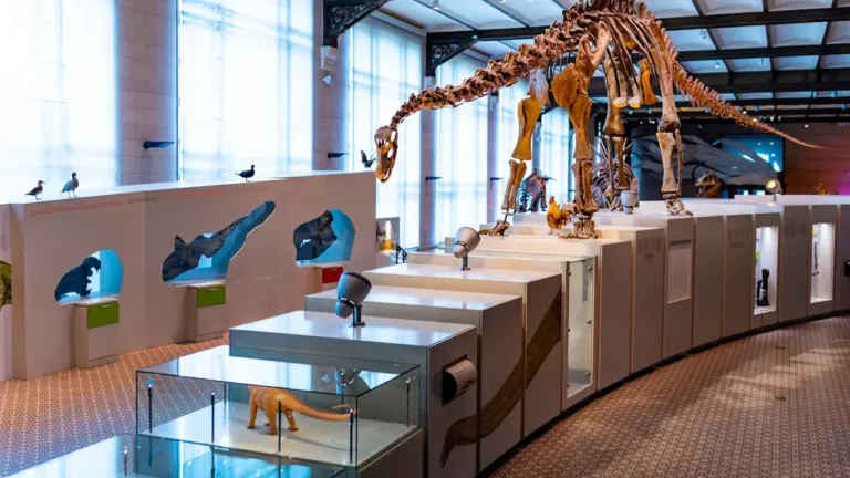 Dippy the Dinosaur: How to See the Skeleton in Coventry