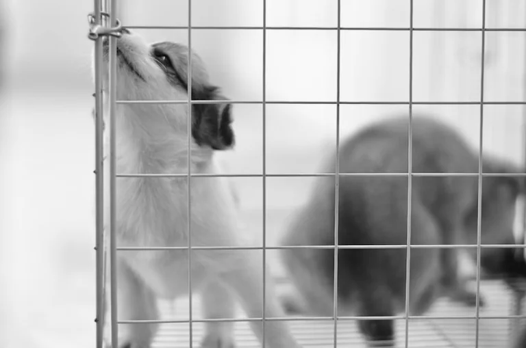 Illegal breeders in Kidwelly ordered to pay £129,000 in court ruling