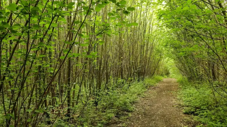 Kent residents face loss of ancient Oaken Wood to quarry expansion