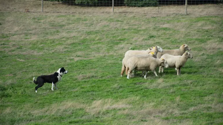 Longshaw Sheepdog Trials: Peak District entry from £7.50