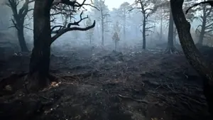 Dark, scorched forest floor covered in ash surrounded by charred trees under hazy skies.