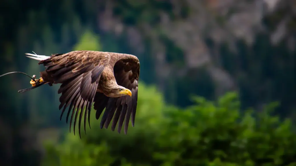 Six white-tailed eagles take flight over Exmoor