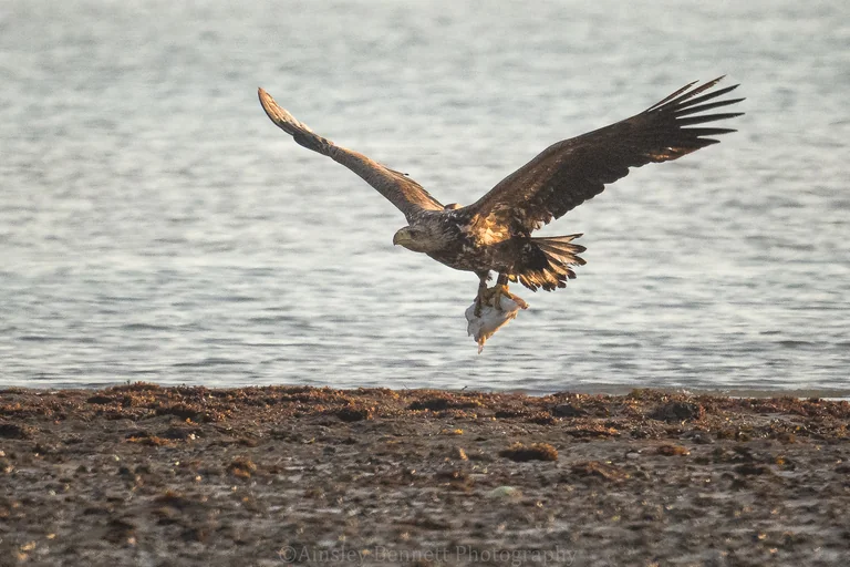 Six white-tailed eagles take flight over Exmoor