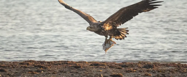 Six white-tailed eagles take flight over Exmoor