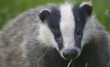 UK Nature Charities Challenge Kemi Badenoch’s Net Zero Stance