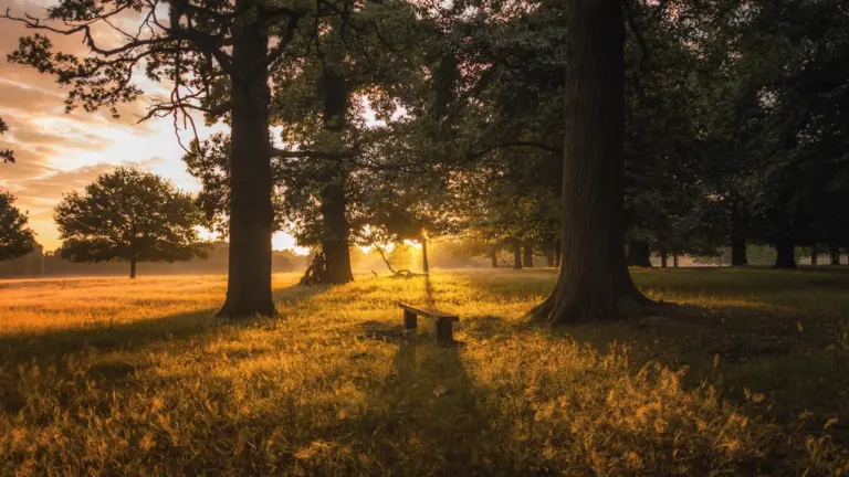 Wokingham’s free Covid woodland commemoration at sunset