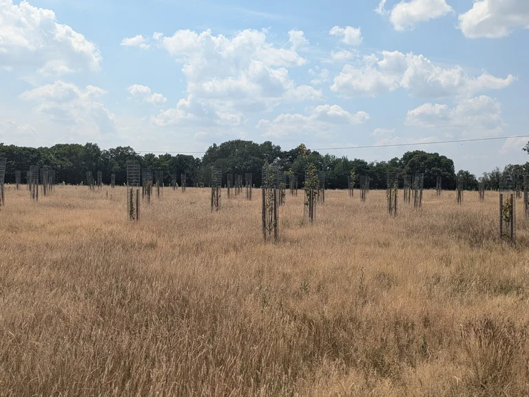 Wokingham’s free Covid woodland commemoration at sunset