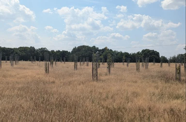 Wokingham’s free Covid woodland commemoration at sunset