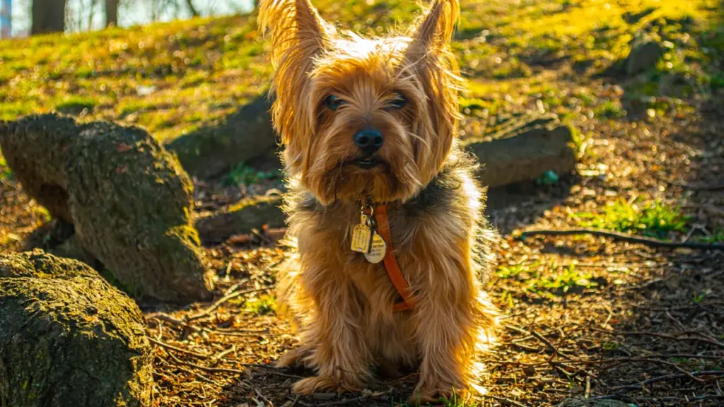 York Dog Show at Museum Gardens: £5 tickets