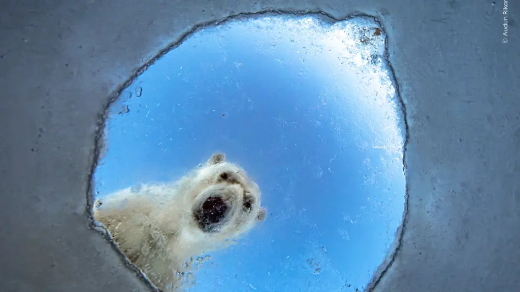 Wildlife Photographer exhibition opens in London on 16 October