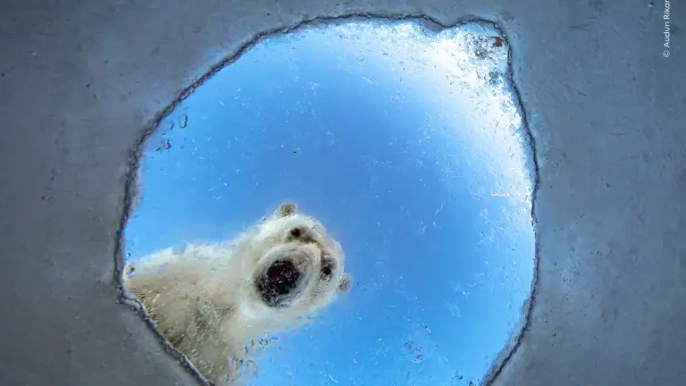 Wildlife Photographer exhibition opens in London on 16 October