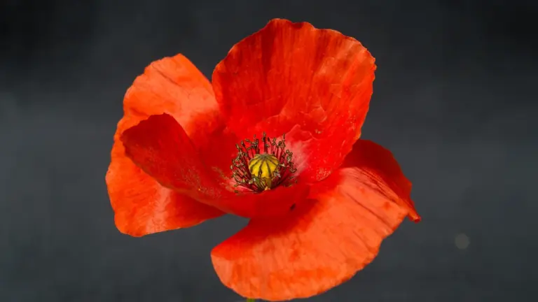 Brentwood poppy collections run across town for two weeks
