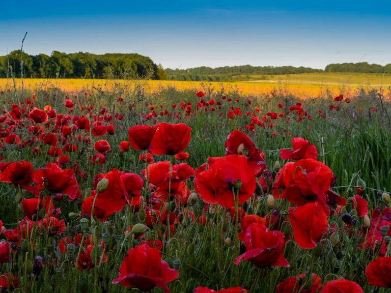 Brentwood poppy collections run across town for two weeks