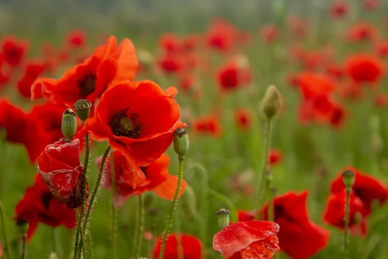 Brentwood poppy collections run across town for two weeks