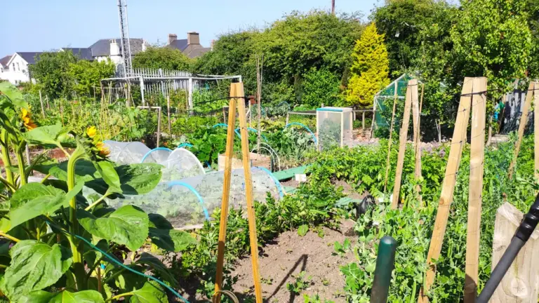 Brentwood residents can help a garden take root