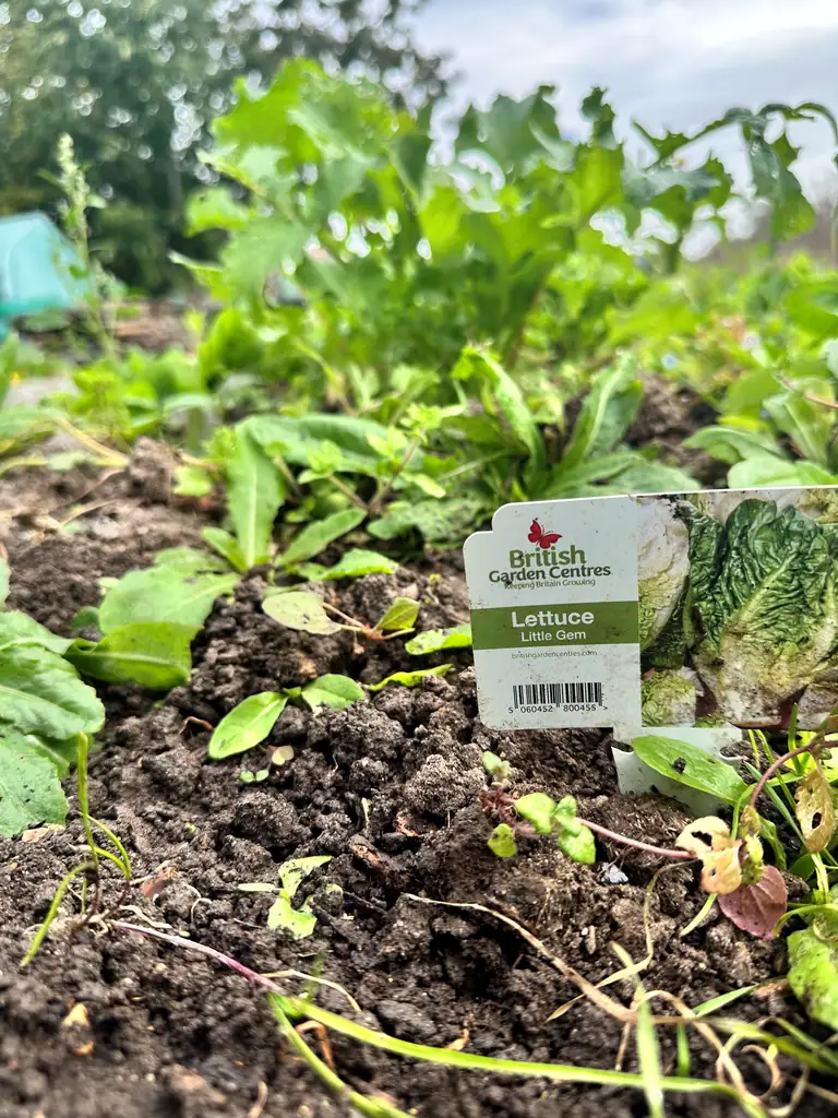 Brentwood residents can help a garden take root