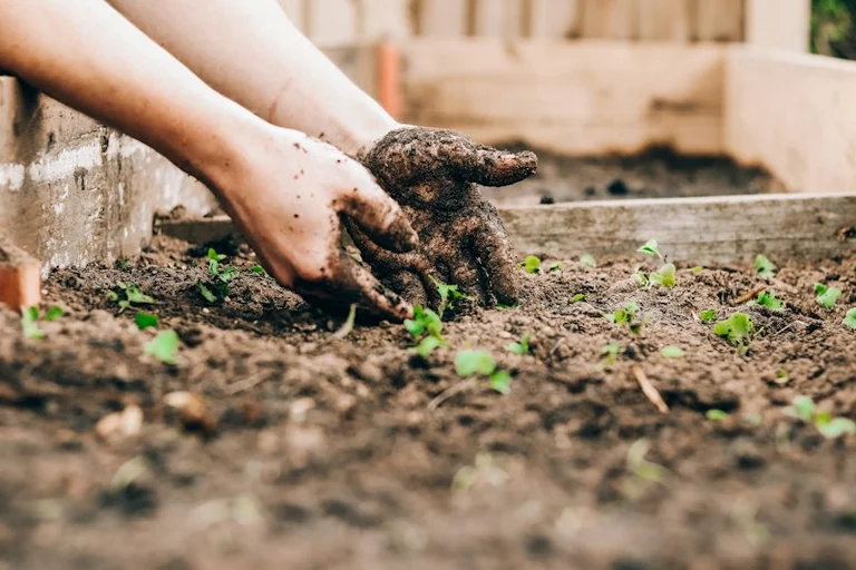 Brentwood residents can help a garden take root